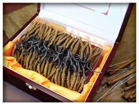 普兰冬虫夏草回收